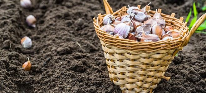 A basket of garlic cloves with a row of them in soil.