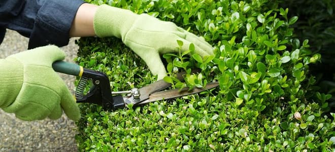 Trimming a hedge with shears. 