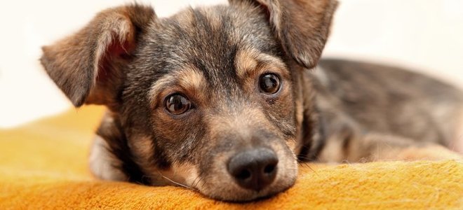5 Best Pet Odor Removal Options For Linoleum Or Marble Floors Doityourself 5 Best Pet Odor Removal Options For