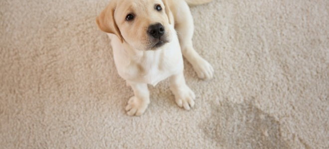 puppy next to wet spot on carpet