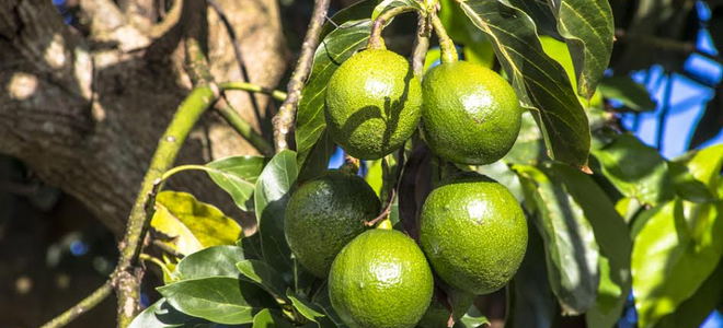 How to Grow an Avocado Tree | DoItYourself.com