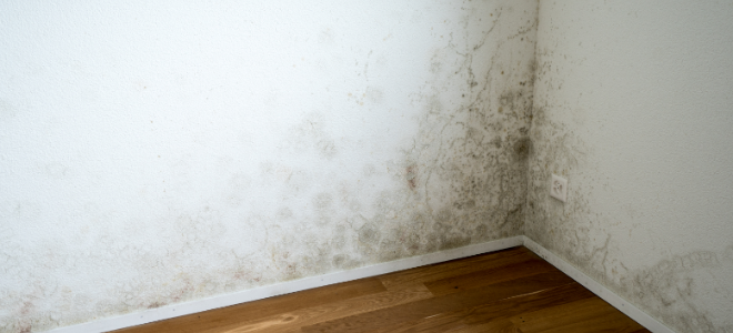 How To Remove Mold From Basement Drywall Doityourself Com - Mold On Walls In Basement