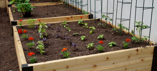 A raised garden bed with various plants