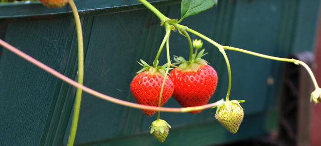 hanging strawberry 