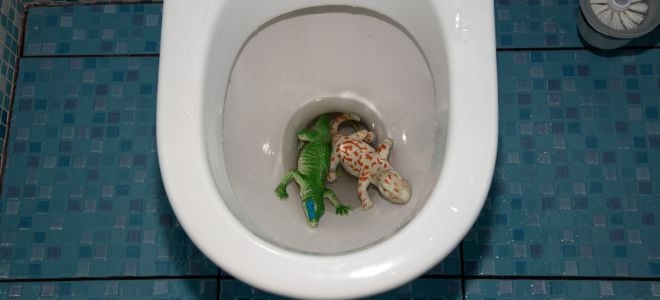 https://cimg0.ibsrv.net/cimg/www.doityourself.com/660x300_85-1/468/toilet-clogged-with-lizard-toys-696468.jpg
