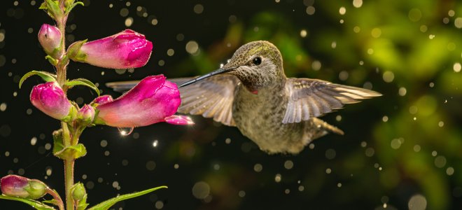 A hummingbird flies up to a plant.