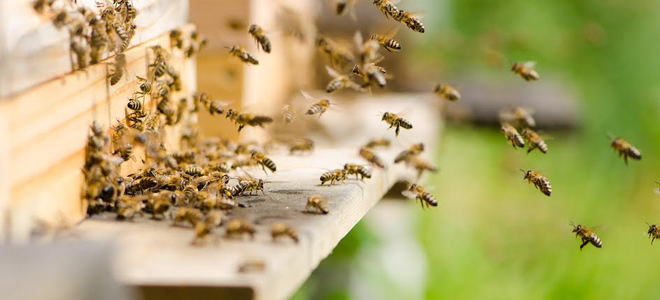 Safety Practices for Beekeeping | DoItYourself.com