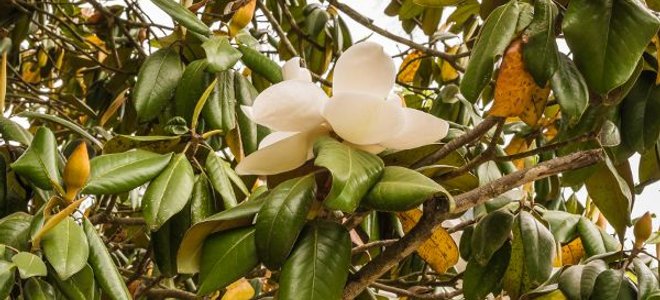 magnolia with a white flower blooming