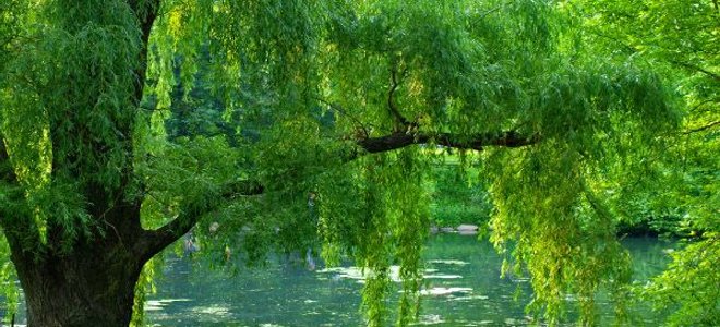 1. Crescimento rápido: árvore Princesa (Paulownia tomentosa)