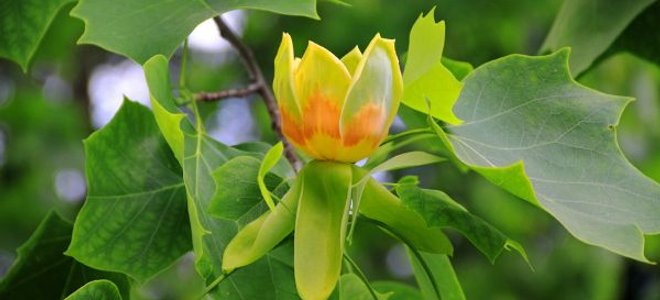 Si vous êtes pressé pour l'ombre, il n'y a pas d'arbre qui pousse plus vite que le prin