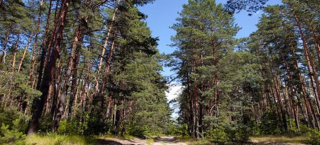 A forest of pine trees. 