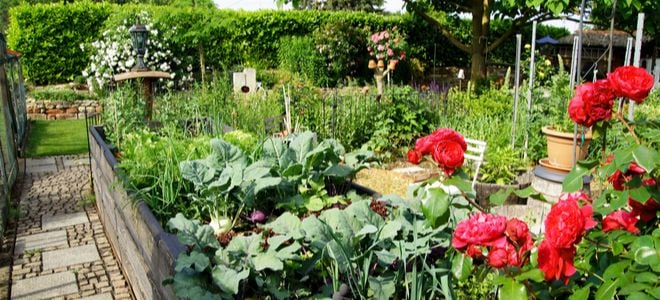 Growing an Attractive Front Yard Vegetable Garden | DoItYourself.com