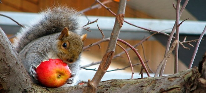 Kuidas hoida oravaid minu viljapuid söömast