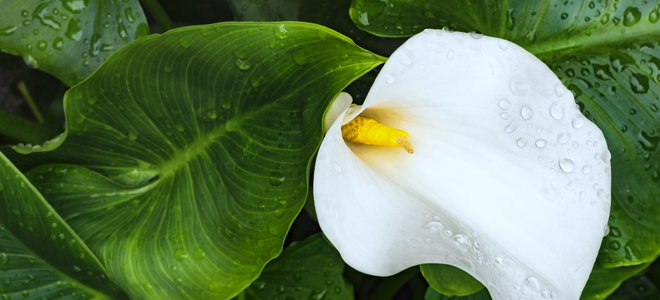 A peace lily surrounded by green leaves.