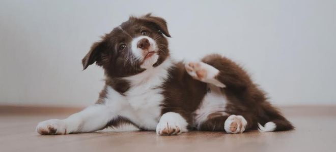 A brown and white puppy scratching himself because he has fleas.