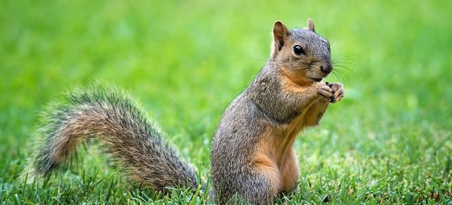 Trapping Squirrels - Humane Squirrel Traps - Critter Control