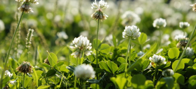 A close-up field of clover. 