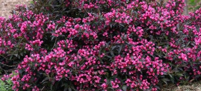 Weigela in bloom