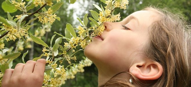 A girl smells honeysuckle.
