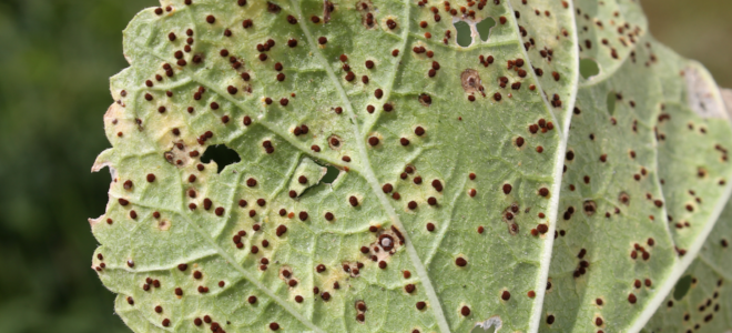 rouille sur une feuille de rose trémière