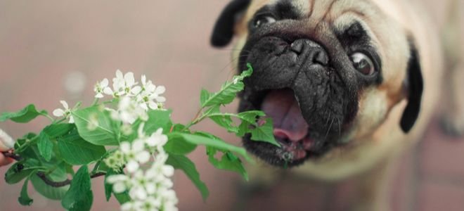 pet safety and ambius plant a guide for pet owners