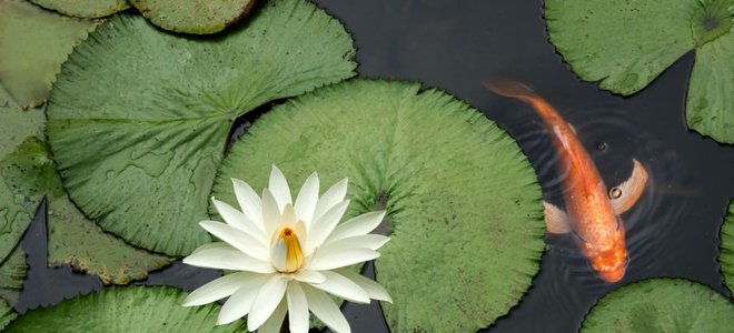 A goldfish swimming on the surface of a pond covered with lily pads.