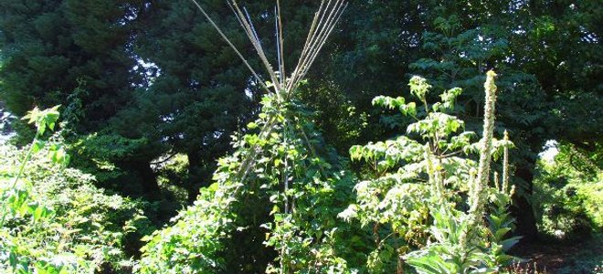 A teepee made of sticks and a climbing vine.