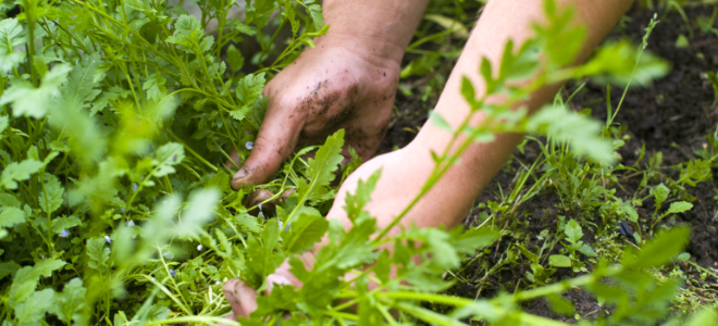 pulling weeds from the ground