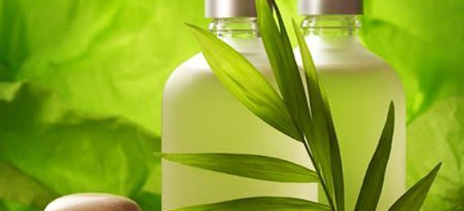 clear bottles of natural shampoo