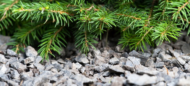 Small rocks surrounding a pine tree. 