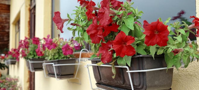 Flower boxes with red petunias. 