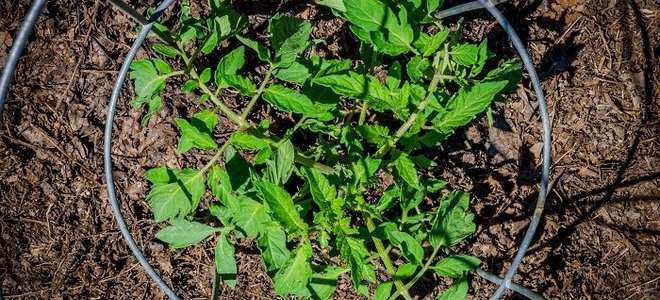 looking down on the top of a tomato plant in a cage