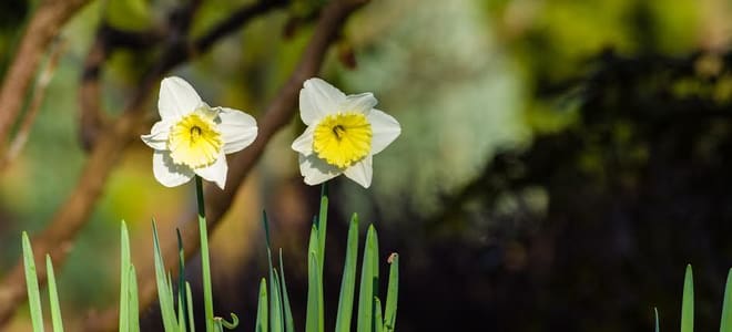 Planting Spring Bulbs | DoItYourself.com