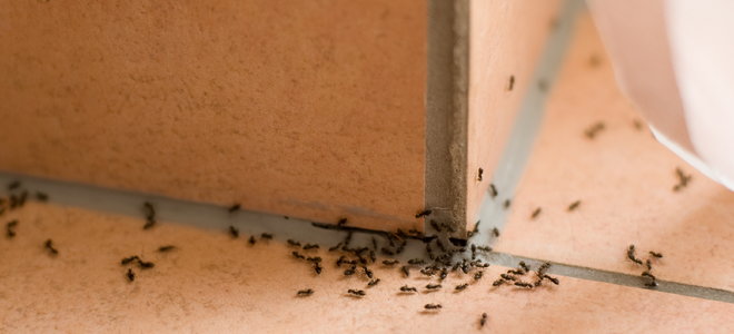 Ants on a ceramic tile.
