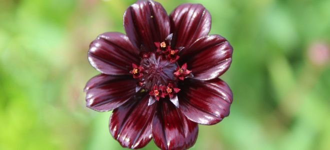 chocolate cosmo flower