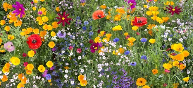 brightly colored wildflowers