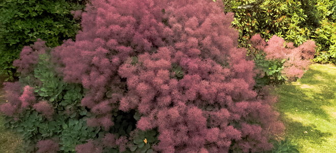 purple flowering smoke tree