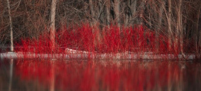 thin red dogwood bushes near a lake or pond