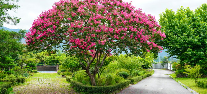 pink flowering crepe myrtle tree in garden