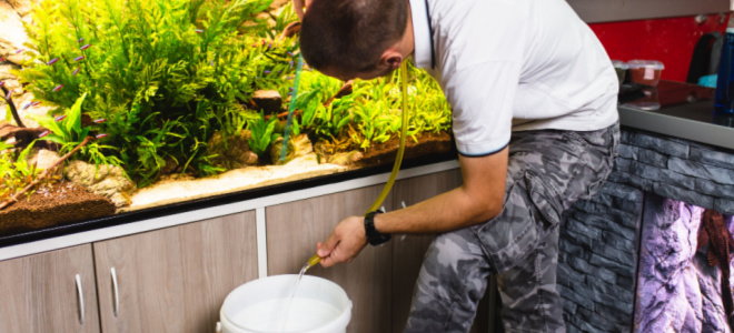 man draining fish tank water for fertilizer