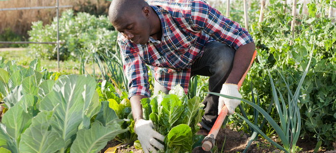 gardener working on homestead vegetables