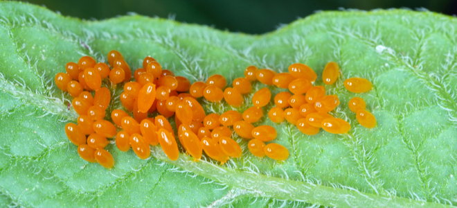 orange eggs on a leaf