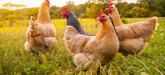 four male chickens in a sunny field looking heroic