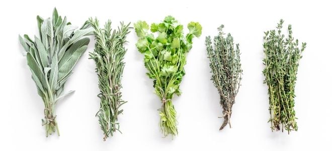 bundled herbs on a blank background