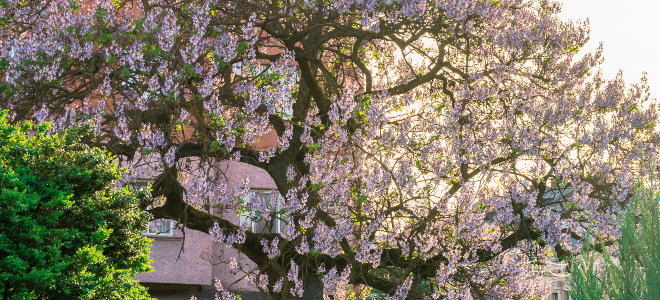 flowering royal empress tree