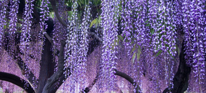 gorgeous wisteria tree with cascading purple blossoms