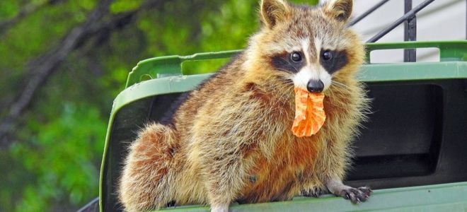 raccoon in trash with muffin wrapper