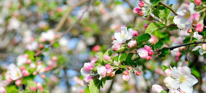 apple tree with pink and white blossoms