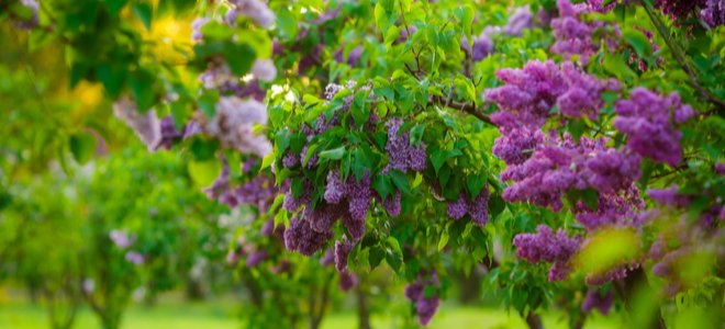 beautiful lilac trees on a grassy lawn