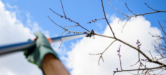 man pruning a tree with an extended pole
